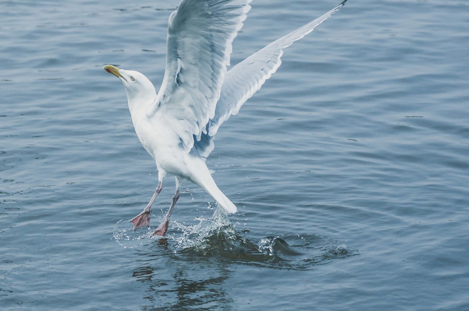 Sony SLT-A55 (SLT-A55V) sample photo. Seagull, flying, water photography