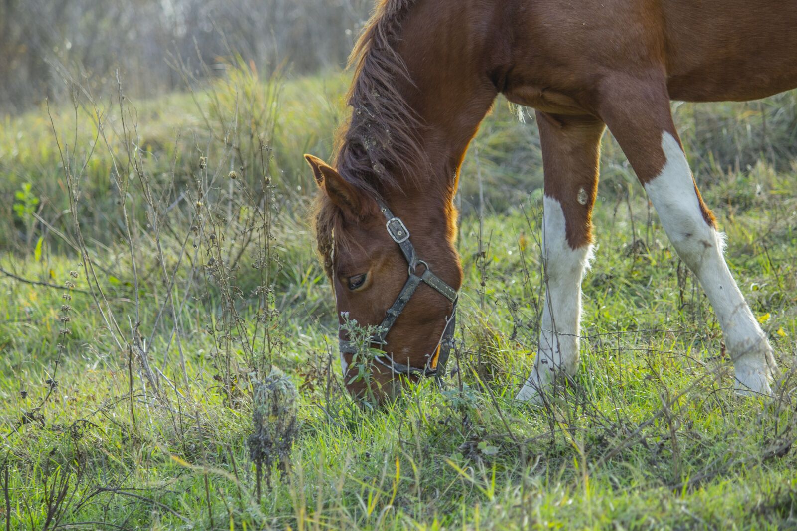 Canon EOS 550D (EOS Rebel T2i / EOS Kiss X4) + Canon EF-S 55-250mm F4-5.6 IS II sample photo. Horse, foal, autumn photography