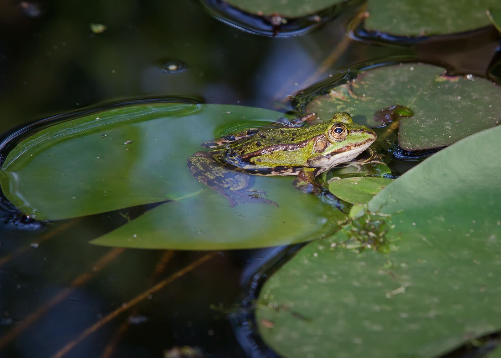 Canon EOS 50D sample photo. Frog, lake, water photography