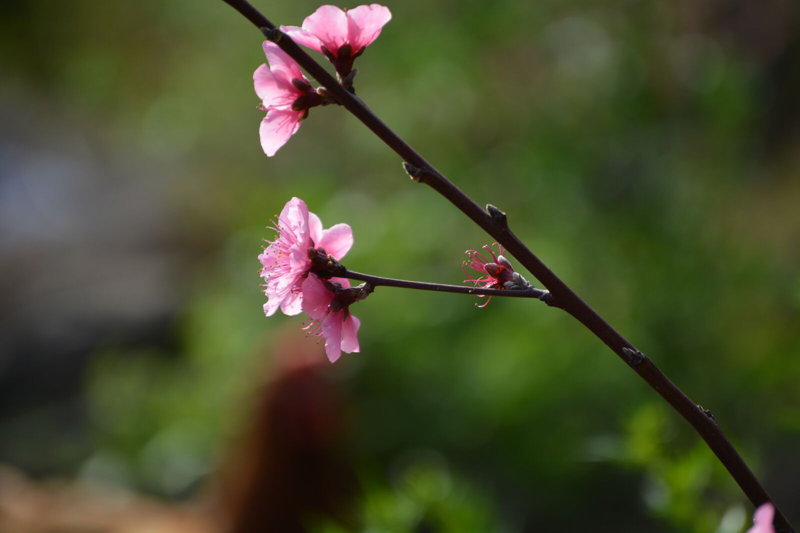 Nikon D5200 sample photo
