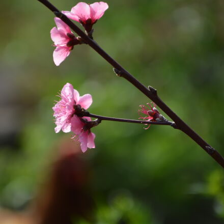 Nikon AF-S DX Nikkor 55-200mm F4-5.6G ED sample photos - ExploreCams
