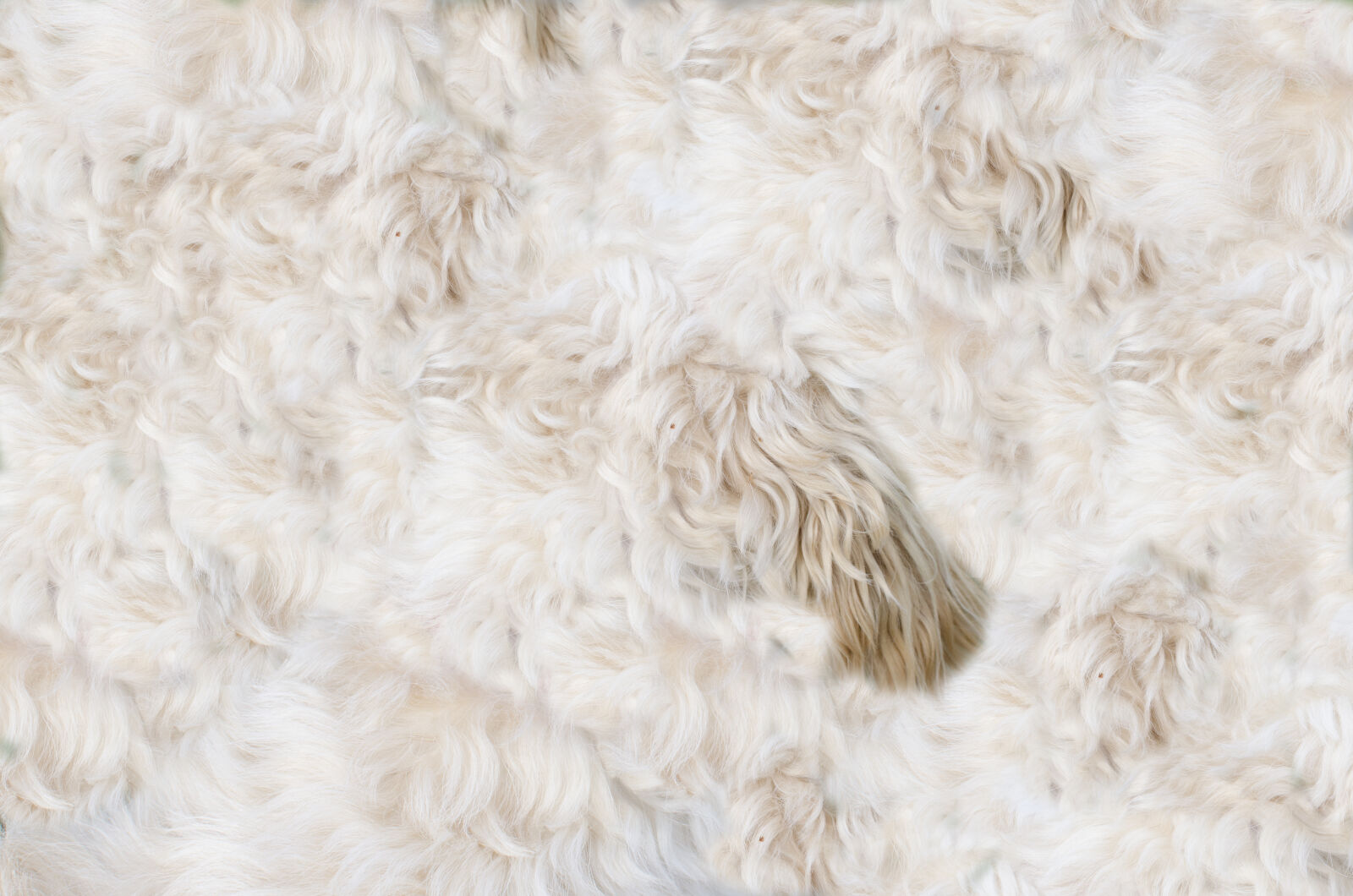 Nikon D5100 + Nikon AF-S DX Nikkor 35mm F1.8G sample photo. Abstract, animal, background, dog photography
