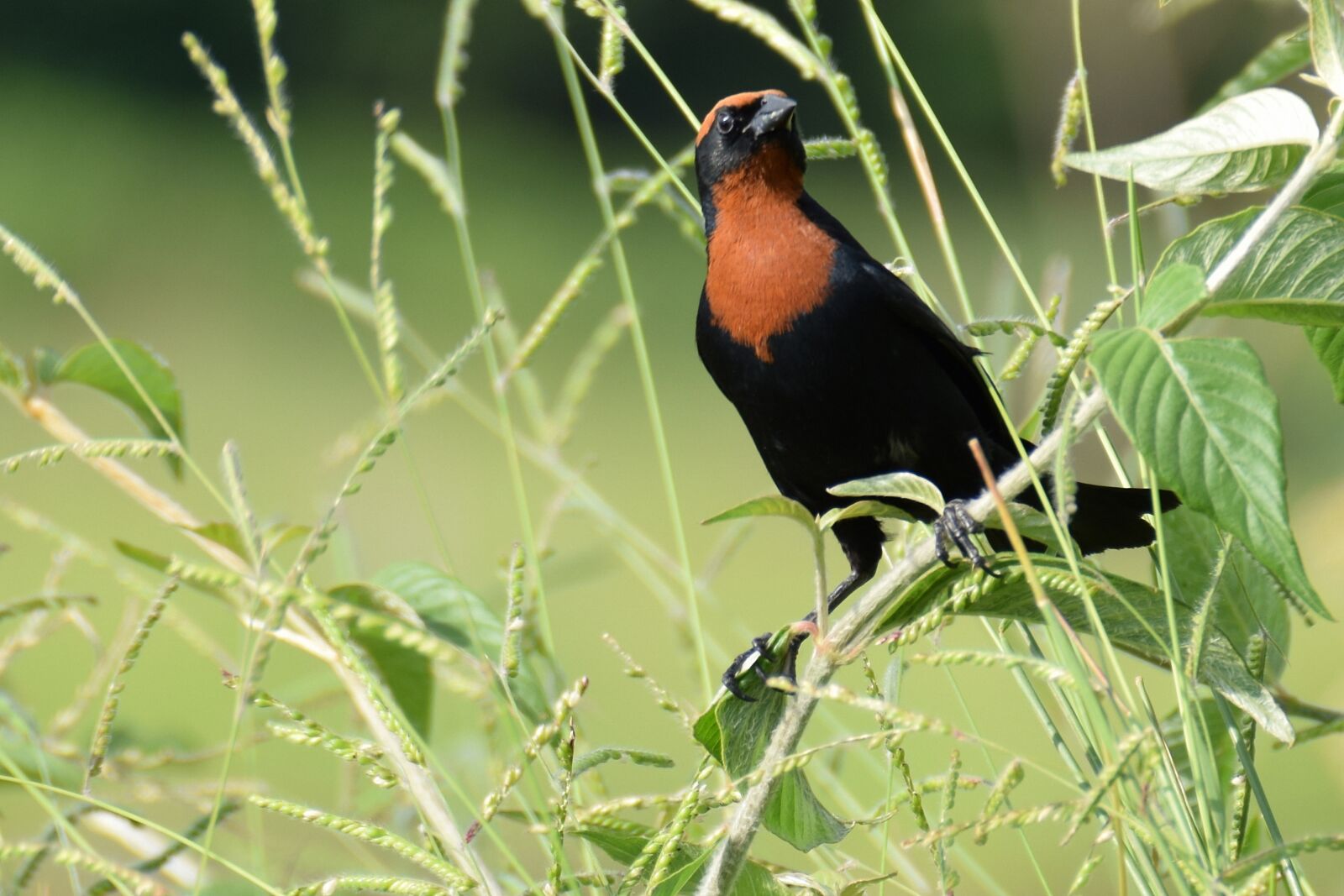 Nikon D5300 sample photo. Bird, plumage, nature photography