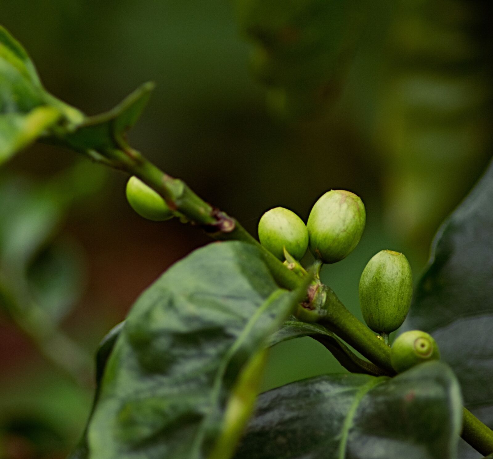 Nikon D5200 sample photo. Coffee bean, coffee, plant photography