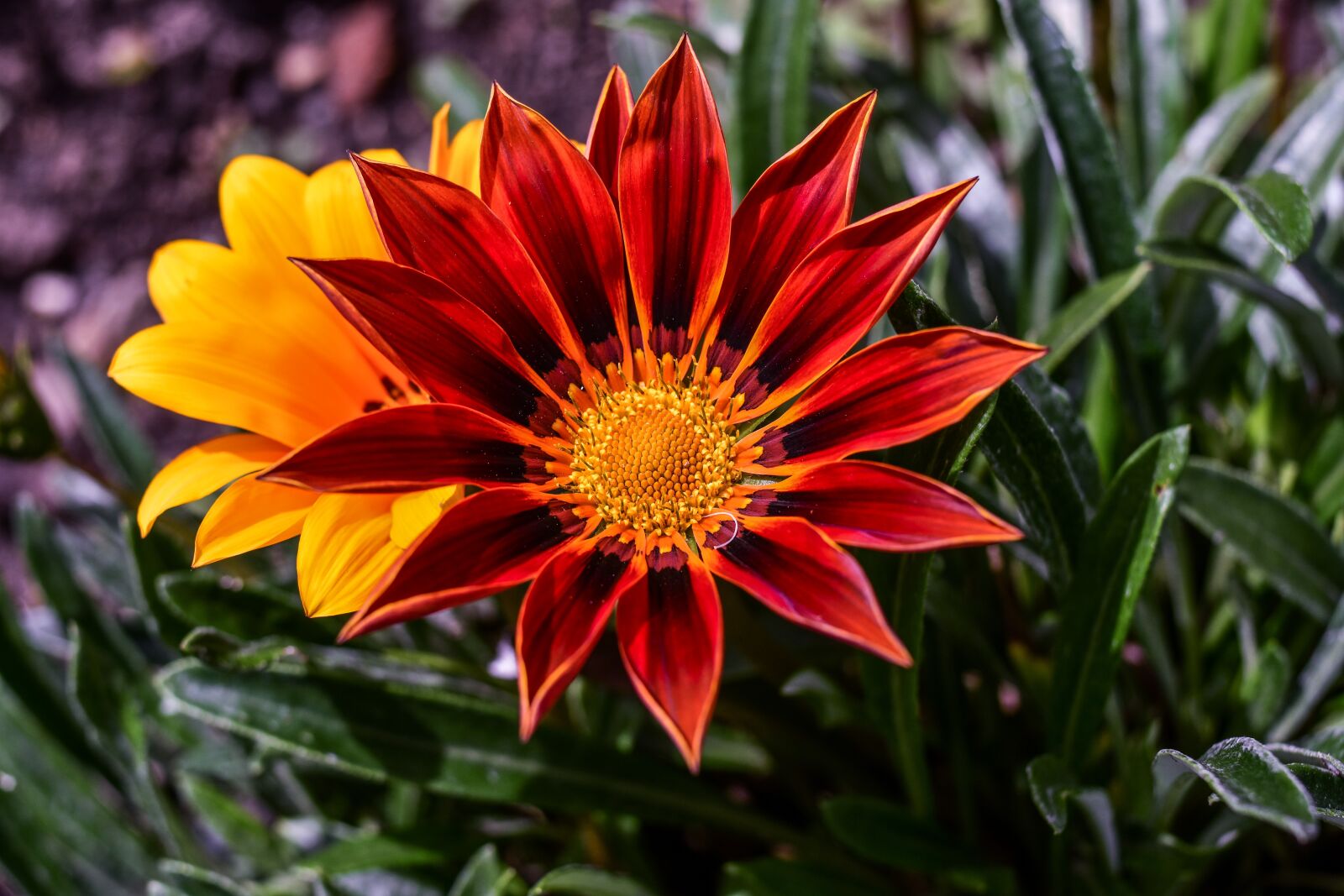 Nikon D3400 sample photo. Beautiful flower, nature, g photography