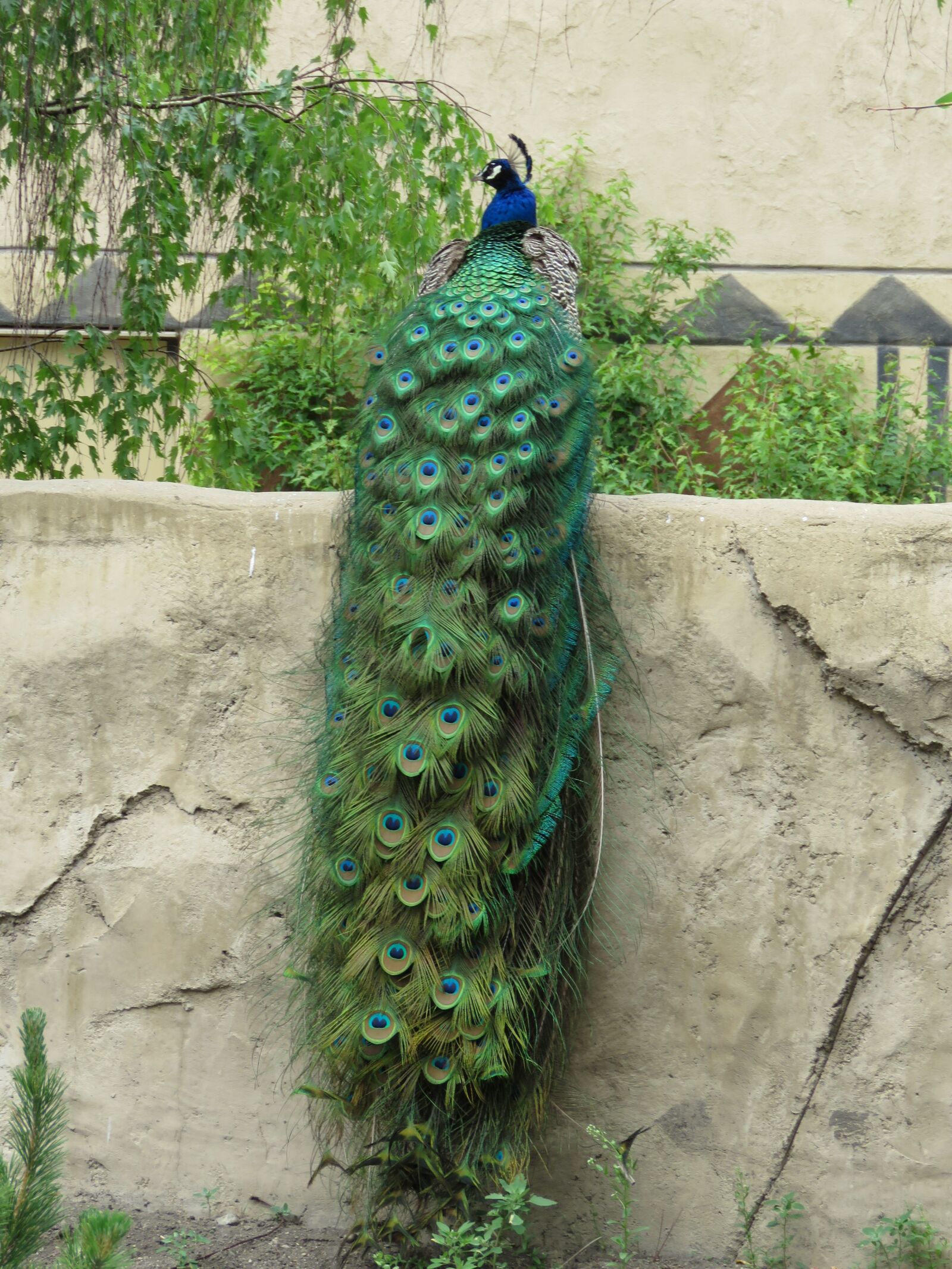 Canon PowerShot SX60 HS sample photo. Peacock, peafowl, plumage photography
