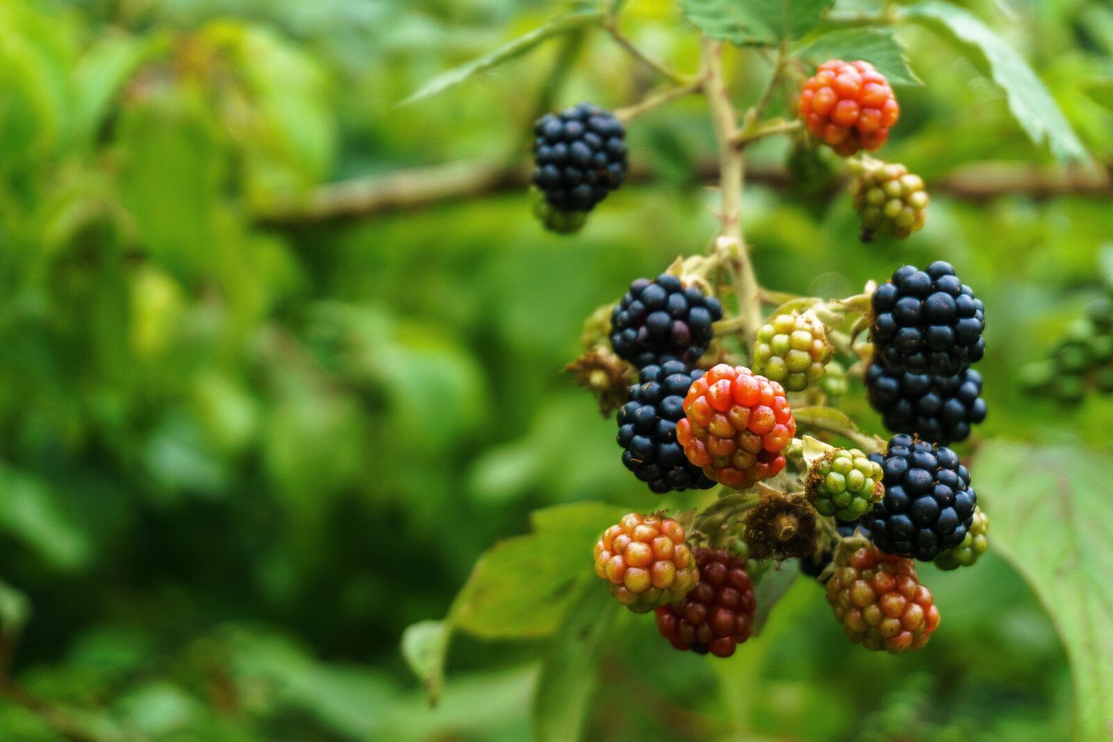 Sony a6000 sample photo. Blackberries, fruits, berries photography