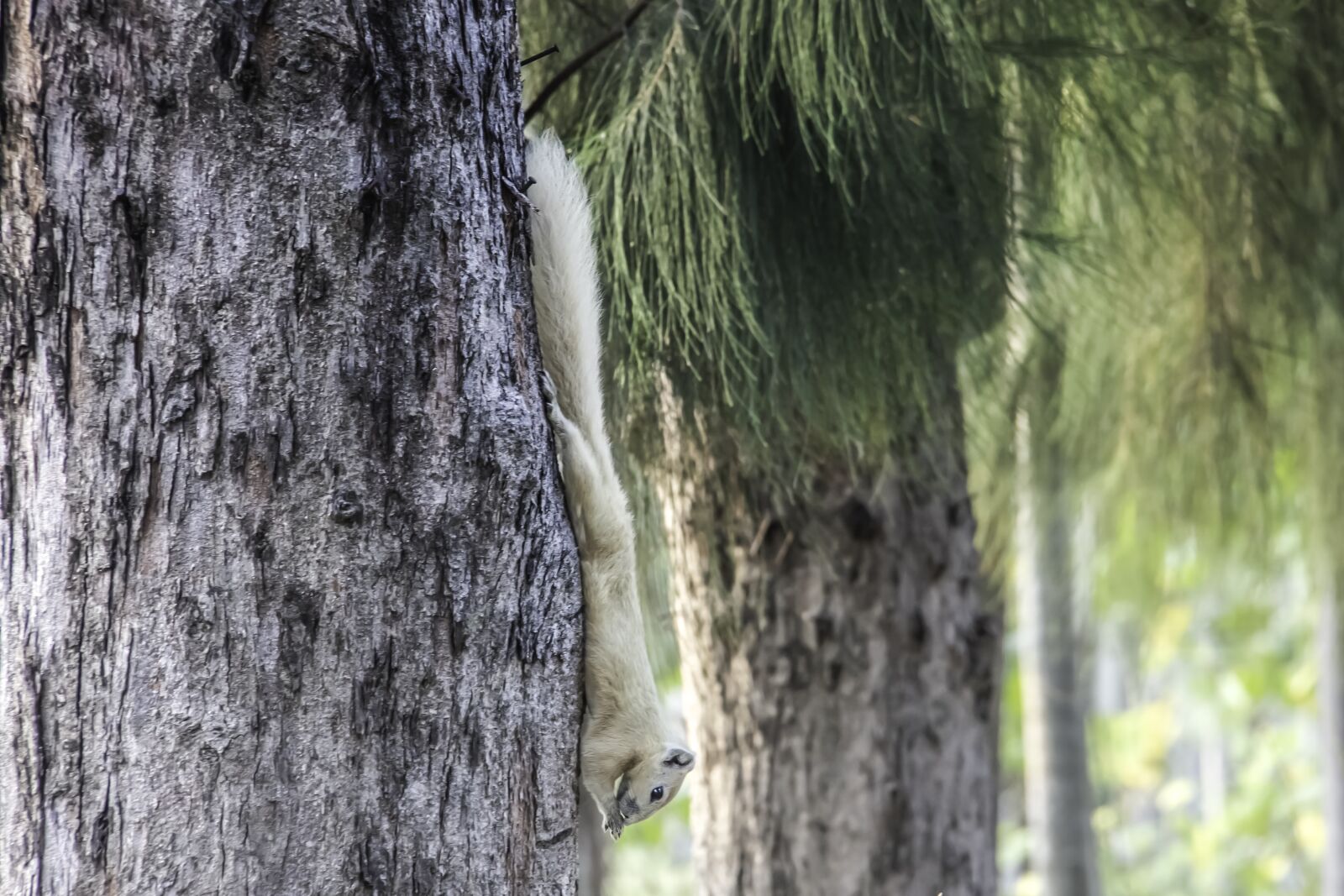 Canon EOS RP sample photo. Tree, squirrel, white photography