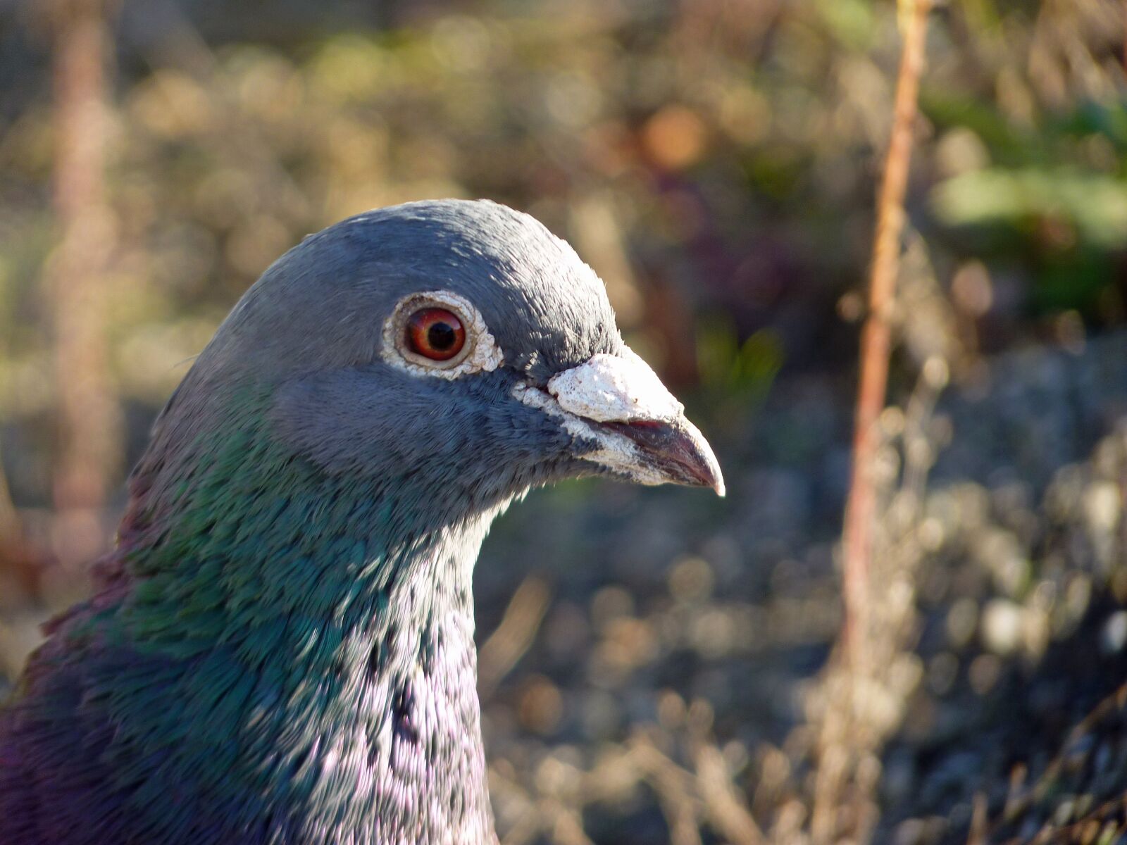 Panasonic Lumix DMC-FZ35 (Lumix DMC-FZ38) sample photo. Bird, dove, ornithology photography