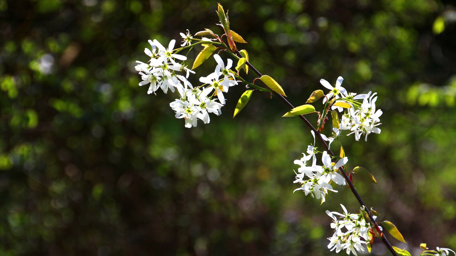 Canon EOS 600D (Rebel EOS T3i / EOS Kiss X5) sample photo. Nature, flower, plant photography