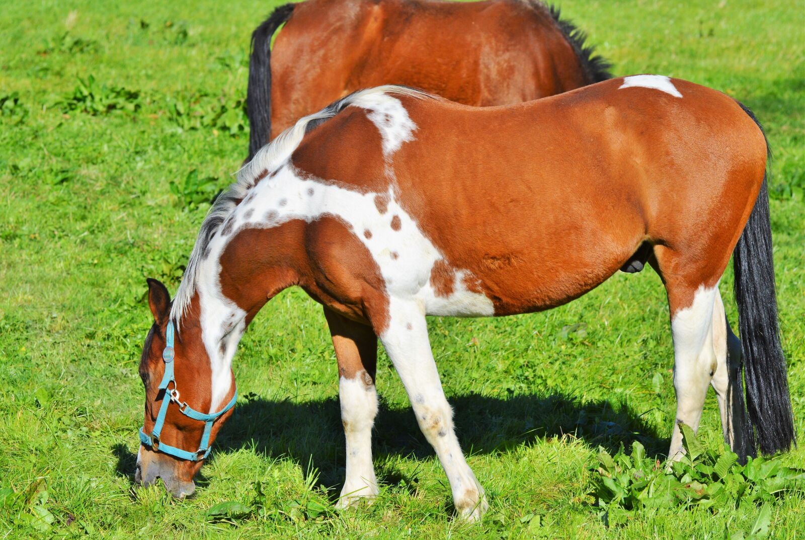 Nikon D3200 sample photo. Horse, ride, reiter photography