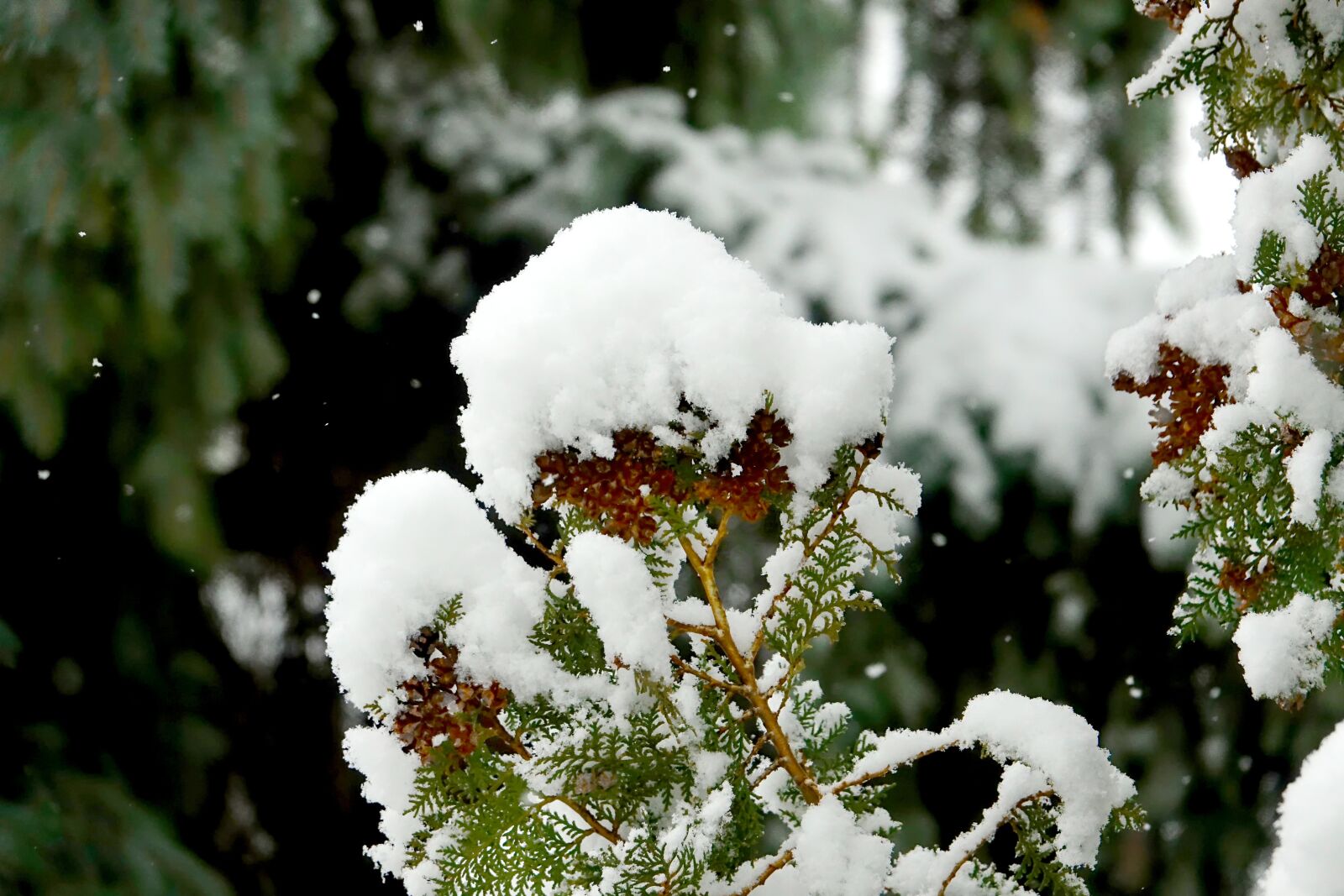 Sony Cyber-shot DSC-RX10 III sample photo. Tree, nature, winter photography