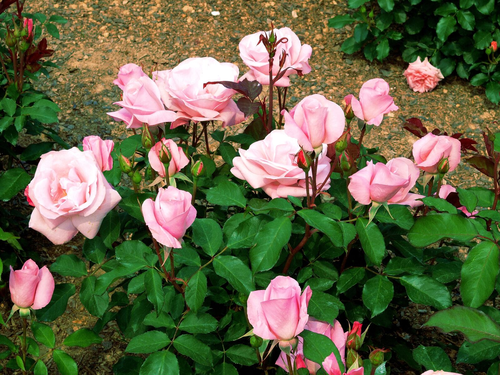 Olympus E-3 sample photo. 장미, 정원, 꽃들 photography