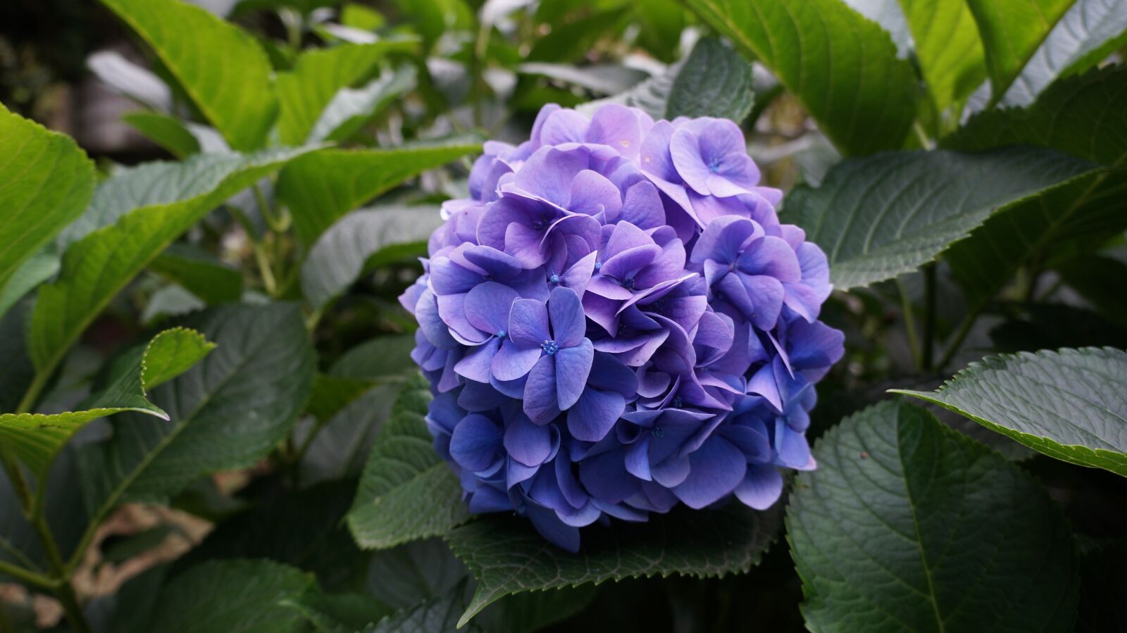 Sony Alpha a3000 sample photo. The median, atat rk photography