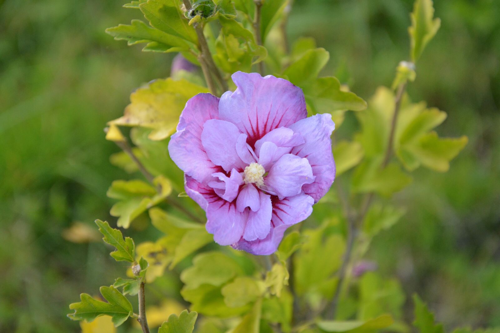 Nikon D5200 sample photo. Flower hibiscus, flower parma photography