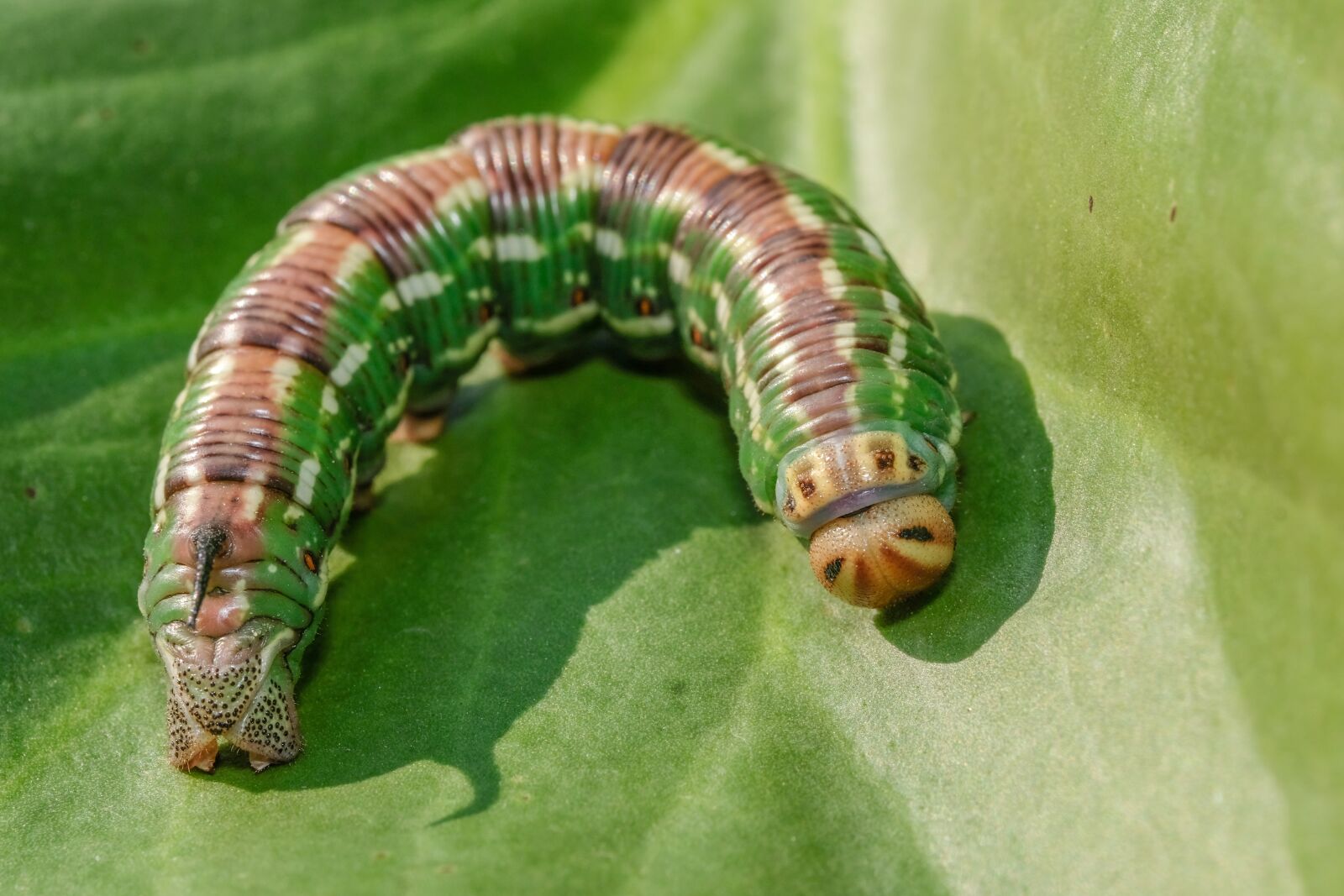 Fujifilm X-H1 sample photo. Pine hawk-moth, sphinx pinastri photography