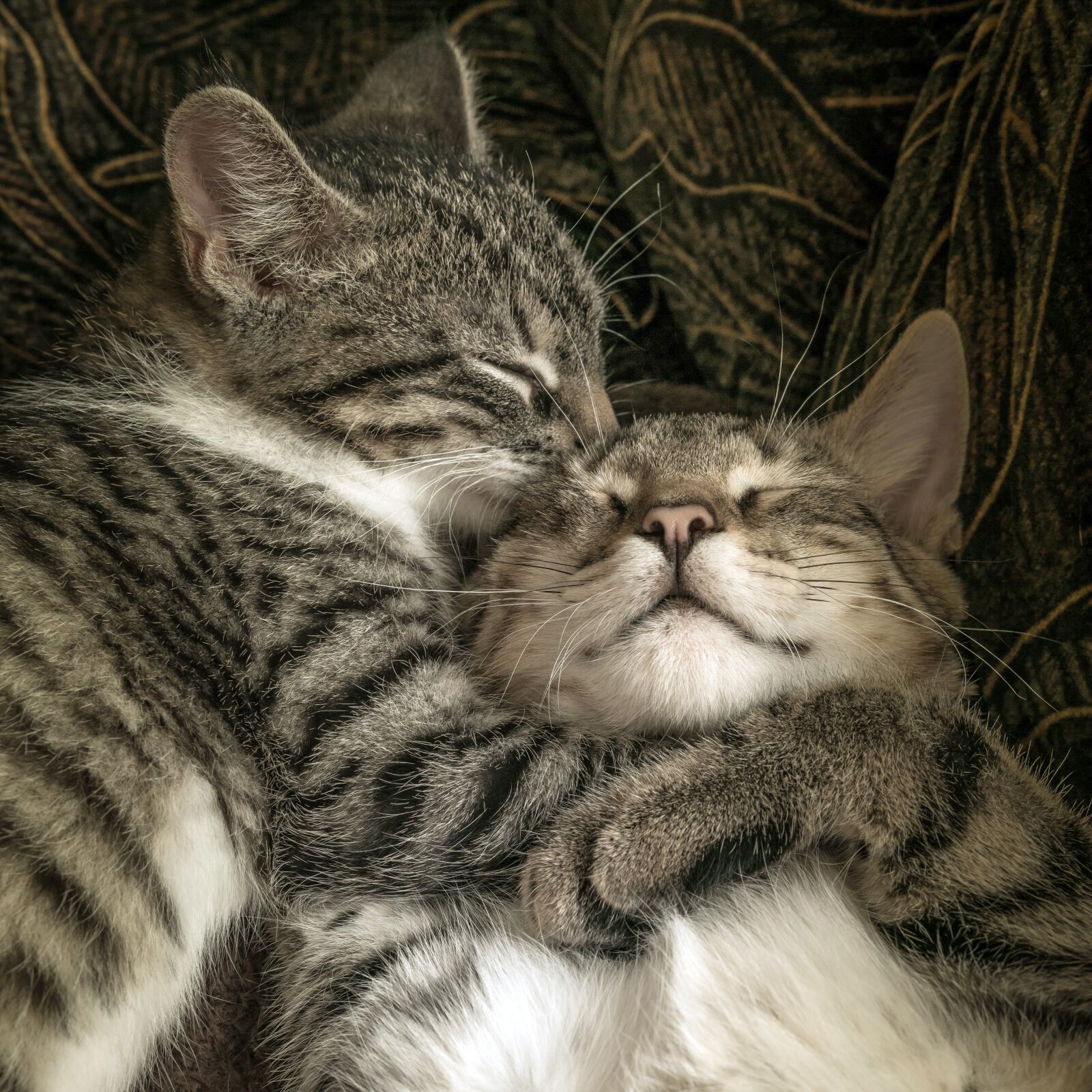 30mm F1.4 DC DN | Contemporary 016 sample photo. Cat, two, friendship photography