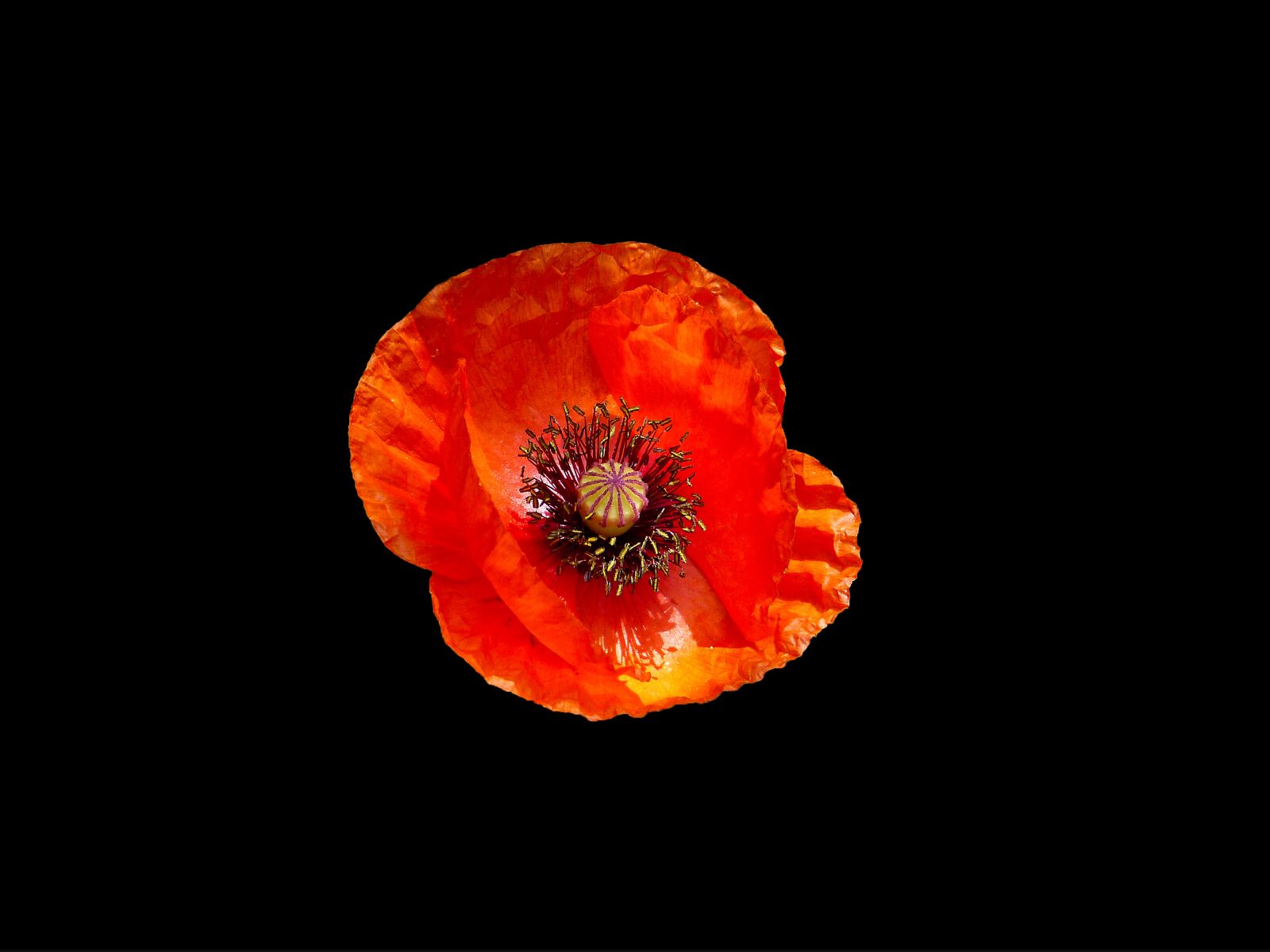 Panasonic Lumix DMC-FZ150 sample photo. Poppy, red, nature photography