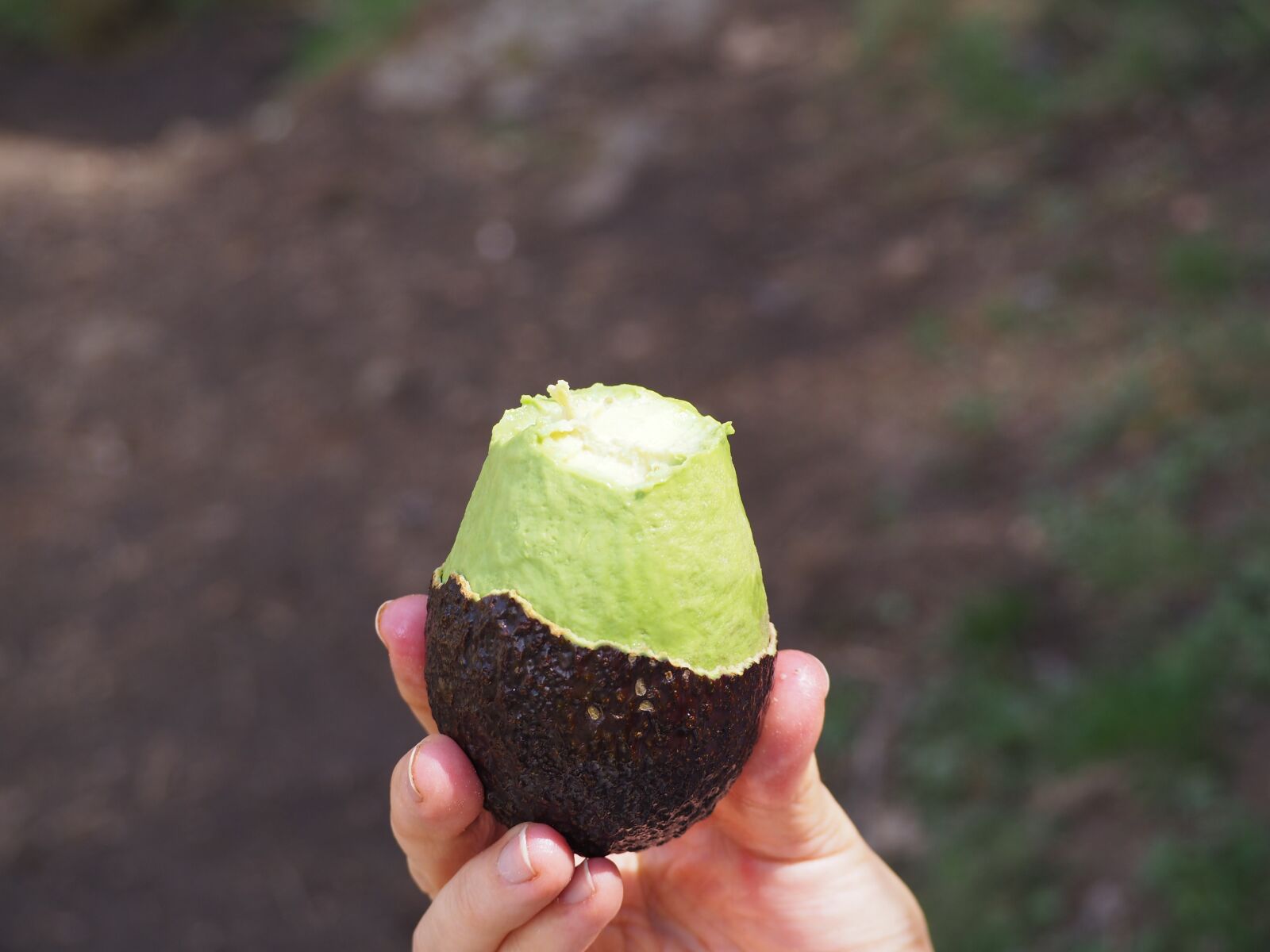 Olympus OM-D E-M10 II sample photo. Avocado, green, fruit photography