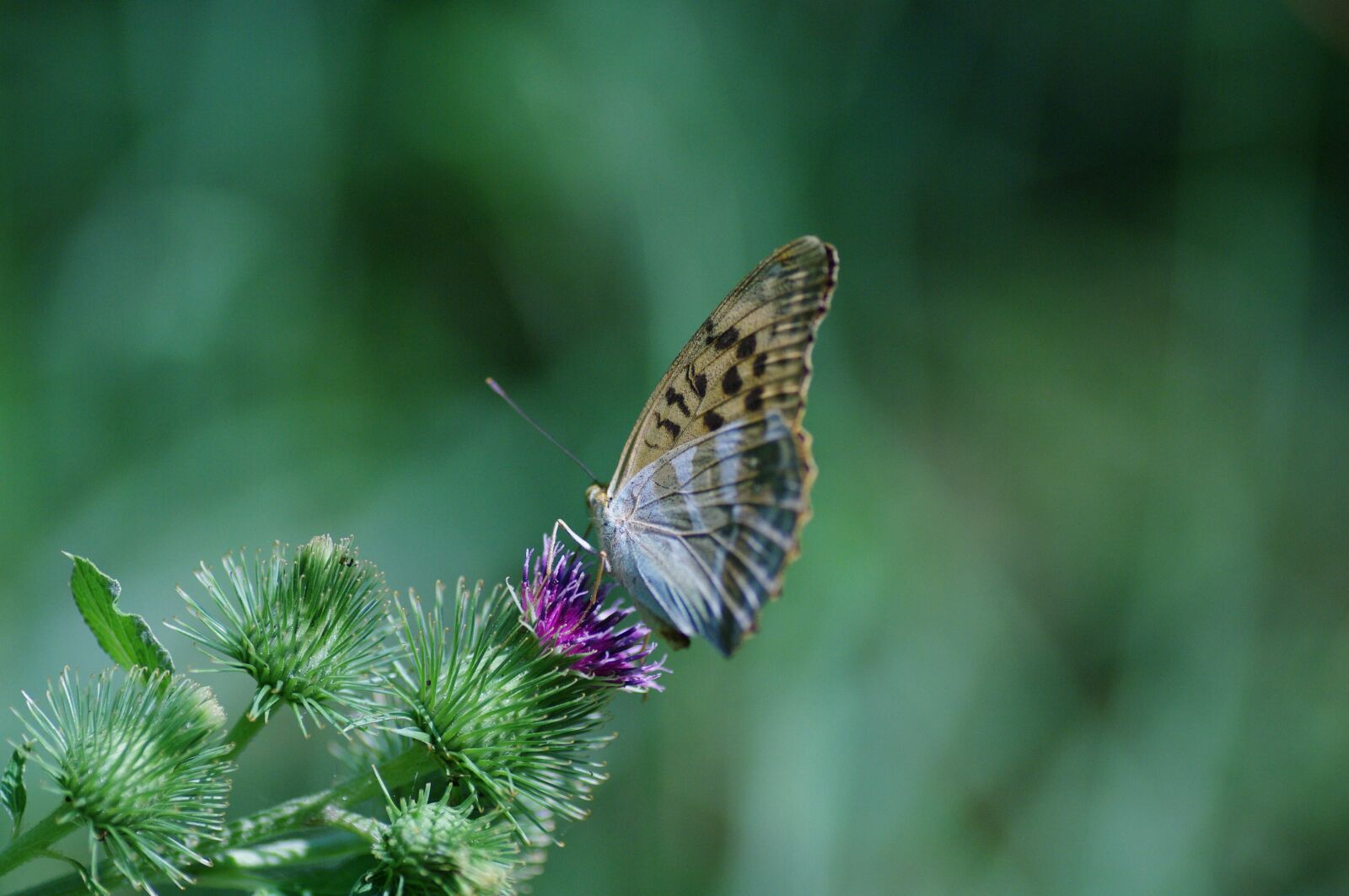 Pentax K20D sample photo. Butterfly, thistle, summer photography