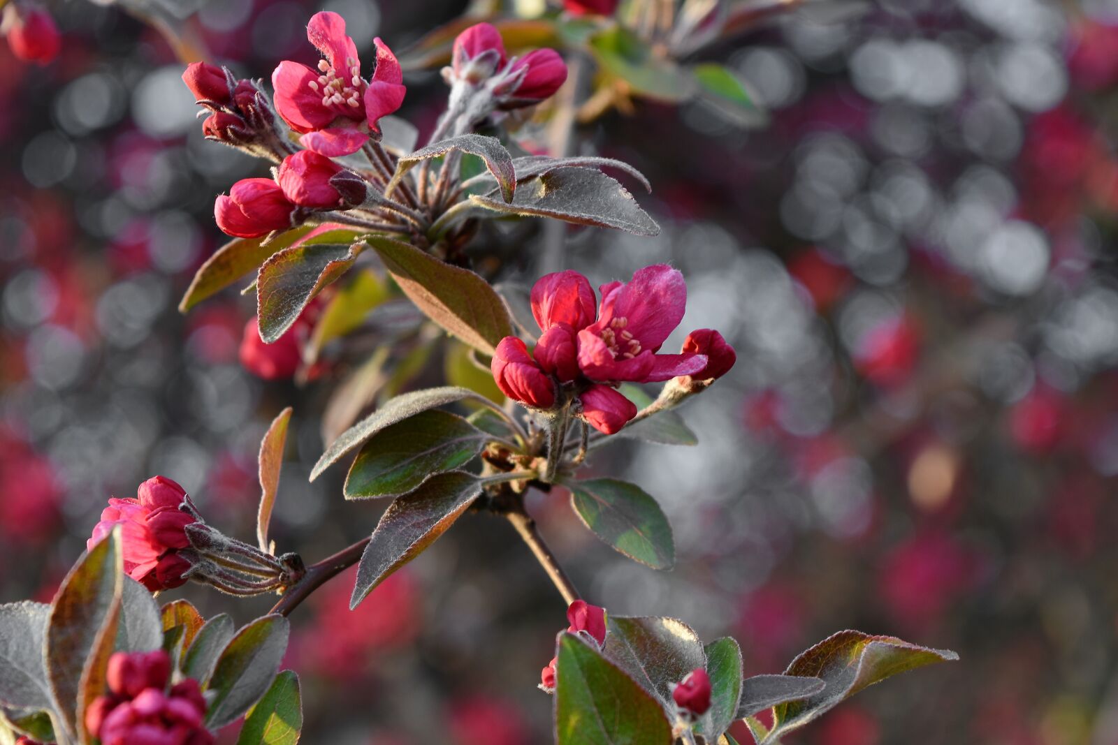 Nikon D5500 sample photo. Ecology, shrub, flower, branch photography