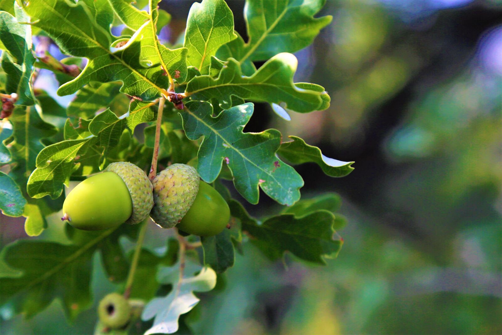 Canon EOS 5D Mark III sample photo. Bonito, fruit, tree photography