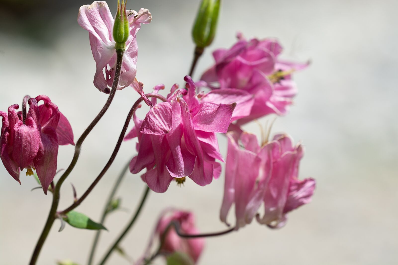 Nikon D7100 sample photo. Columbine, pink, pink columbine photography