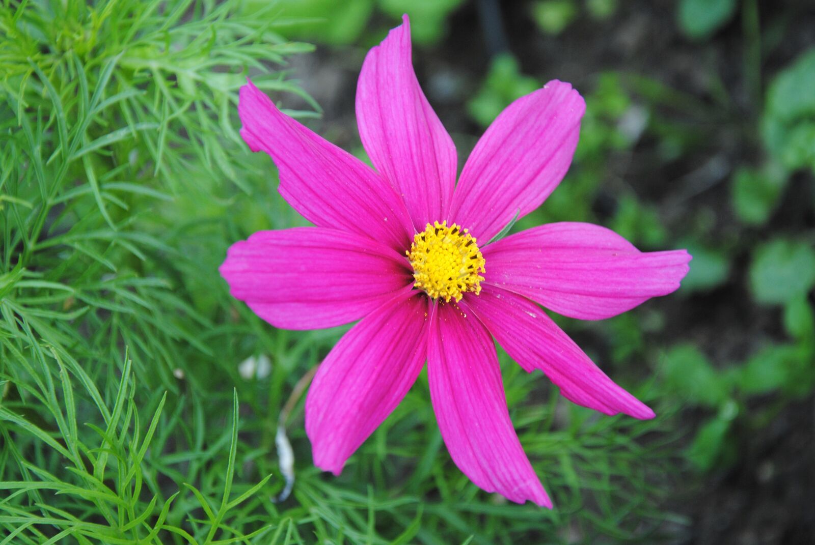 Nikon D3000 sample photo. Pink, flower, colorful photography