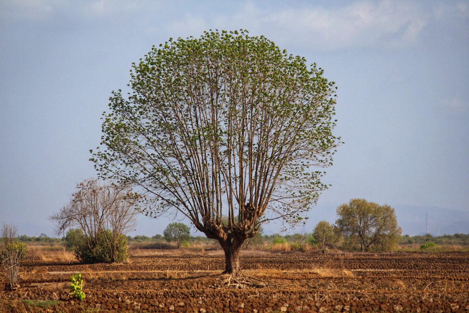 Canon EOS 700D (EOS Rebel T5i / EOS Kiss X7i) sample photo. Tree, nature, agricultural photography