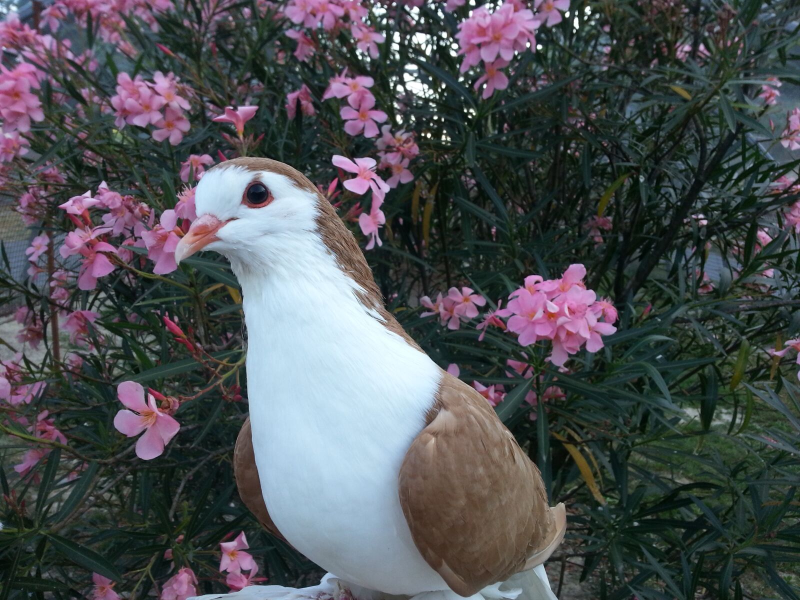 Samsung Galaxy S3 sample photo. Pigeon, bird, animals photography
