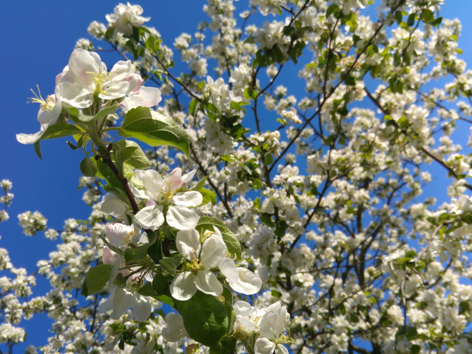LG G4 sample photo. Flowering crabapple, spring, apple photography