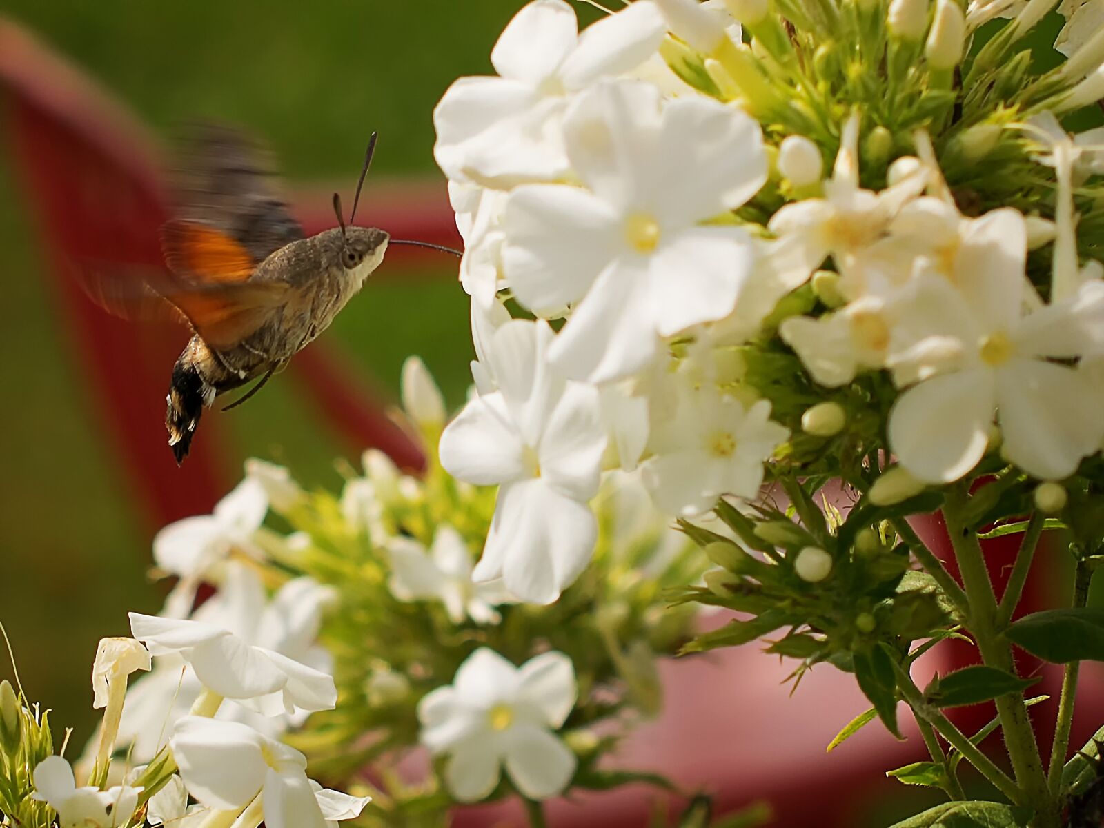 Nikon D3300 sample photo. Hummingbird hawk moth, butterfly photography