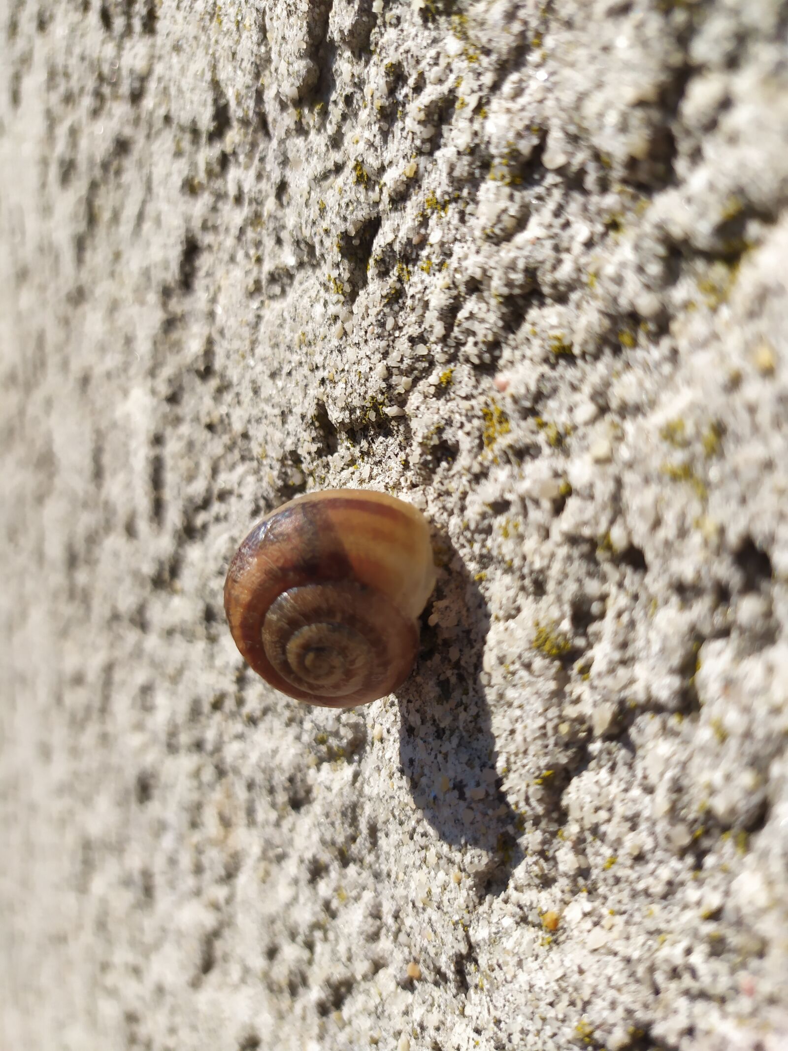 Xiaomi Redmi Note 7 sample photo. Snail, staircase, animals photography