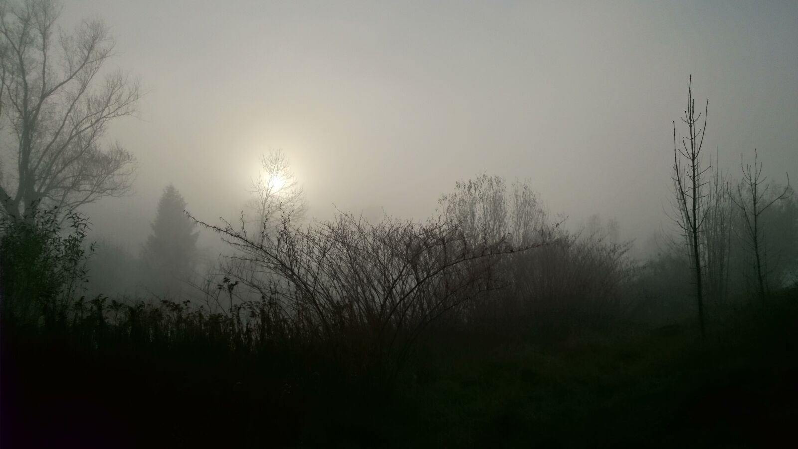 Sony Xperia Z1 Compact sample photo. The fog, the sun photography