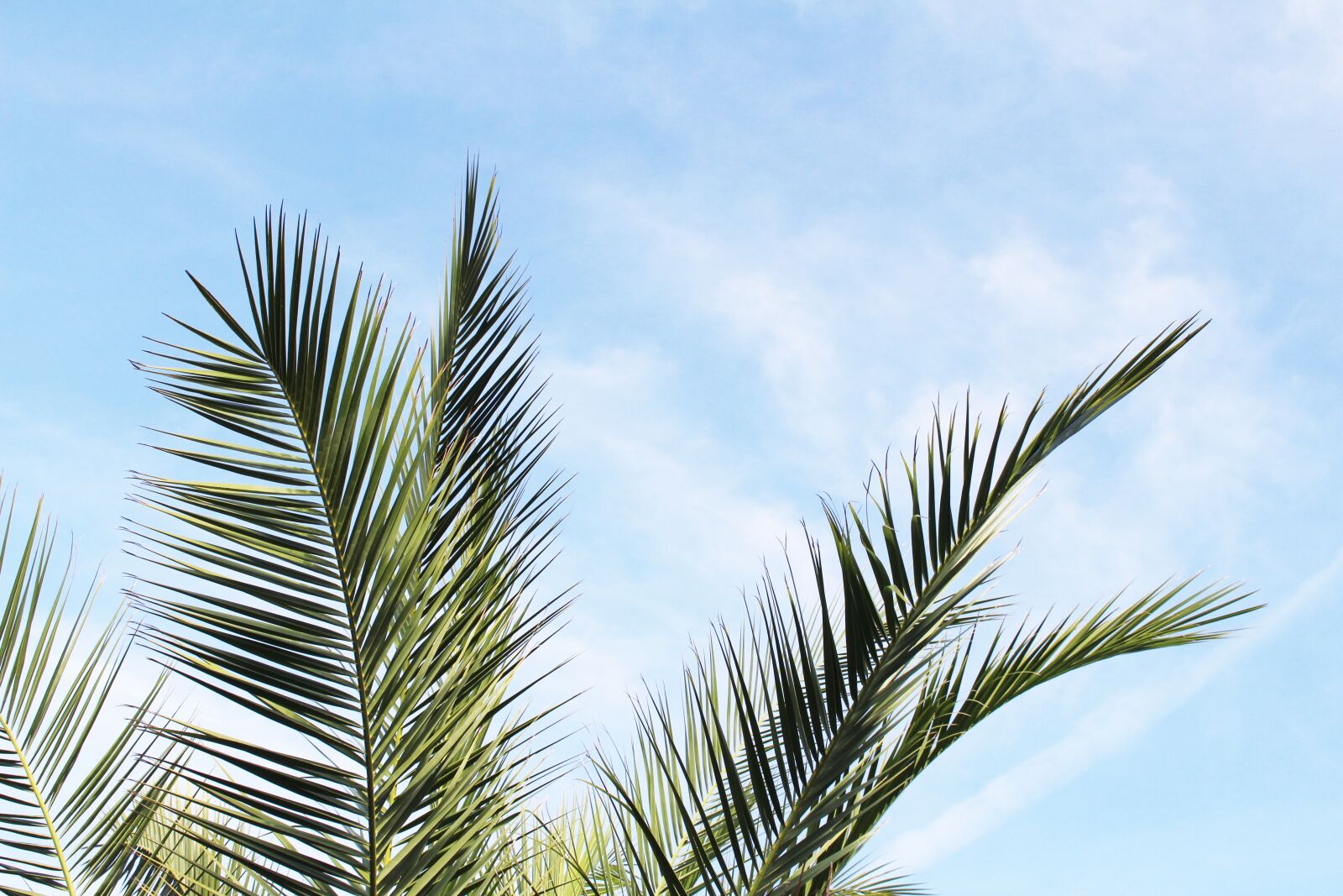 Canon EOS 700D (EOS Rebel T5i / EOS Kiss X7i) sample photo. Palm, leaves, green photography