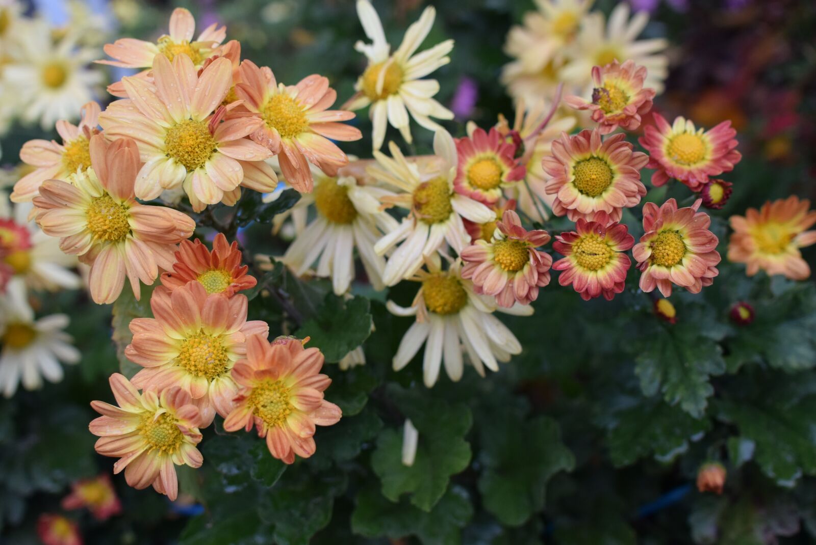 Nikon 1 Nikkor 18.5mm F1.8 sample photo. Chrysanthemum, flower, bloom photography