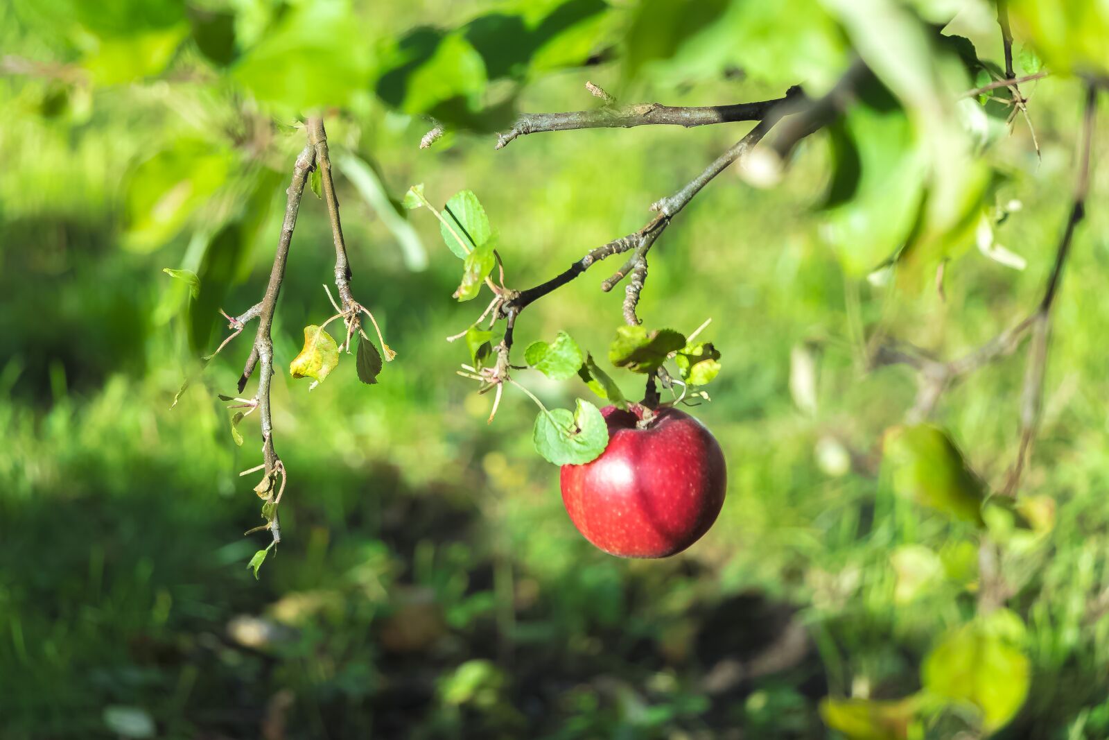 Canon EOS 80D sample photo. Apple, autumn, fruit photography