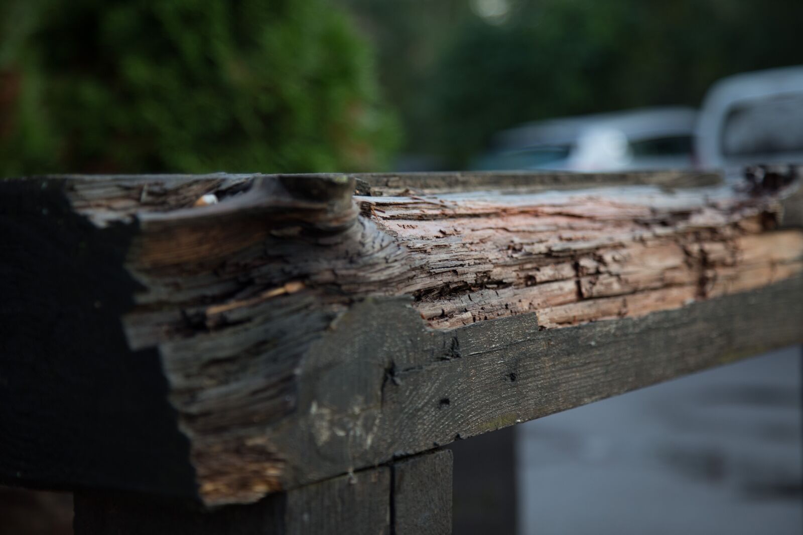 Canon EOS 6D + Canon EF 24-105mm F4L IS USM sample photo. Macro, tree, macro photography photography