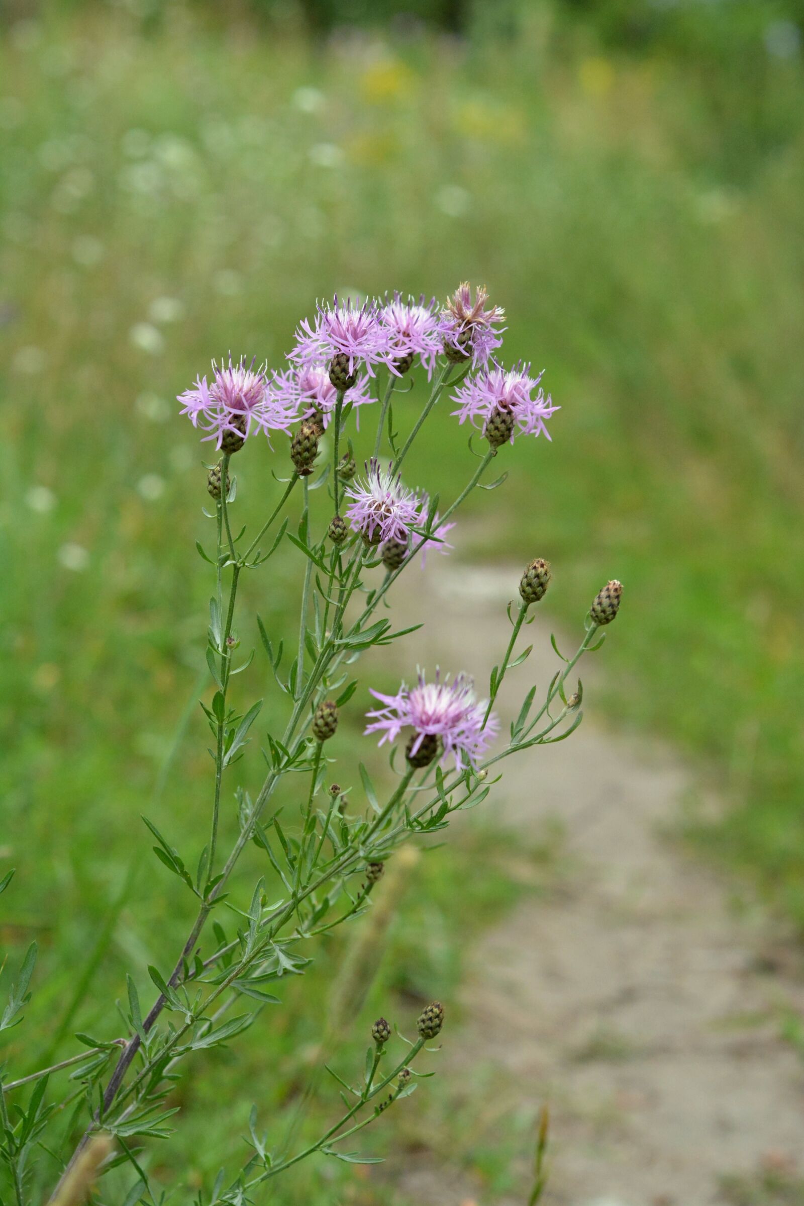 Nikon D5200 sample photo. The path, flower, violet photography