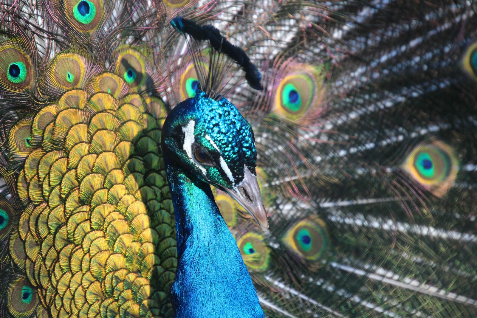 Canon EOS 700D (EOS Rebel T5i / EOS Kiss X7i) sample photo. Peacock, animal, bird photography