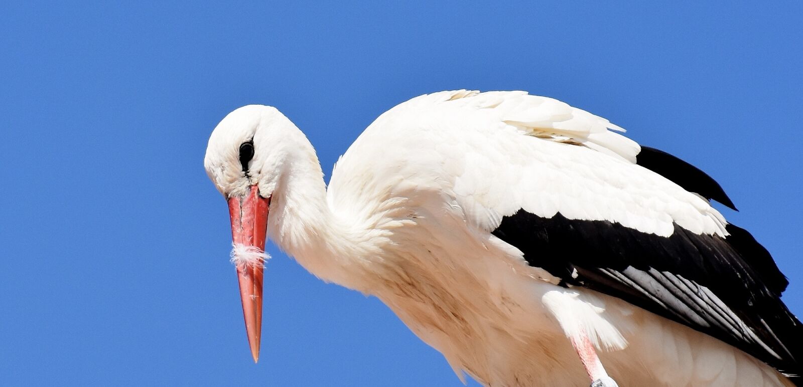 Nikon D7200 sample photo. Stork, flying, bird photography