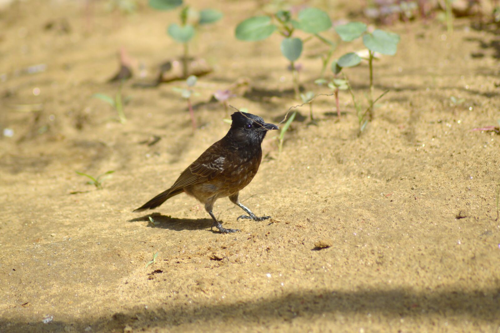 Nikon D3200 sample photo. Bird, nature, cuckoo photography