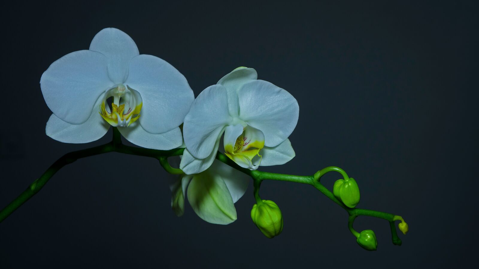 24-200mm F2.8 sample photo. Orchid, blossom, bloom photography