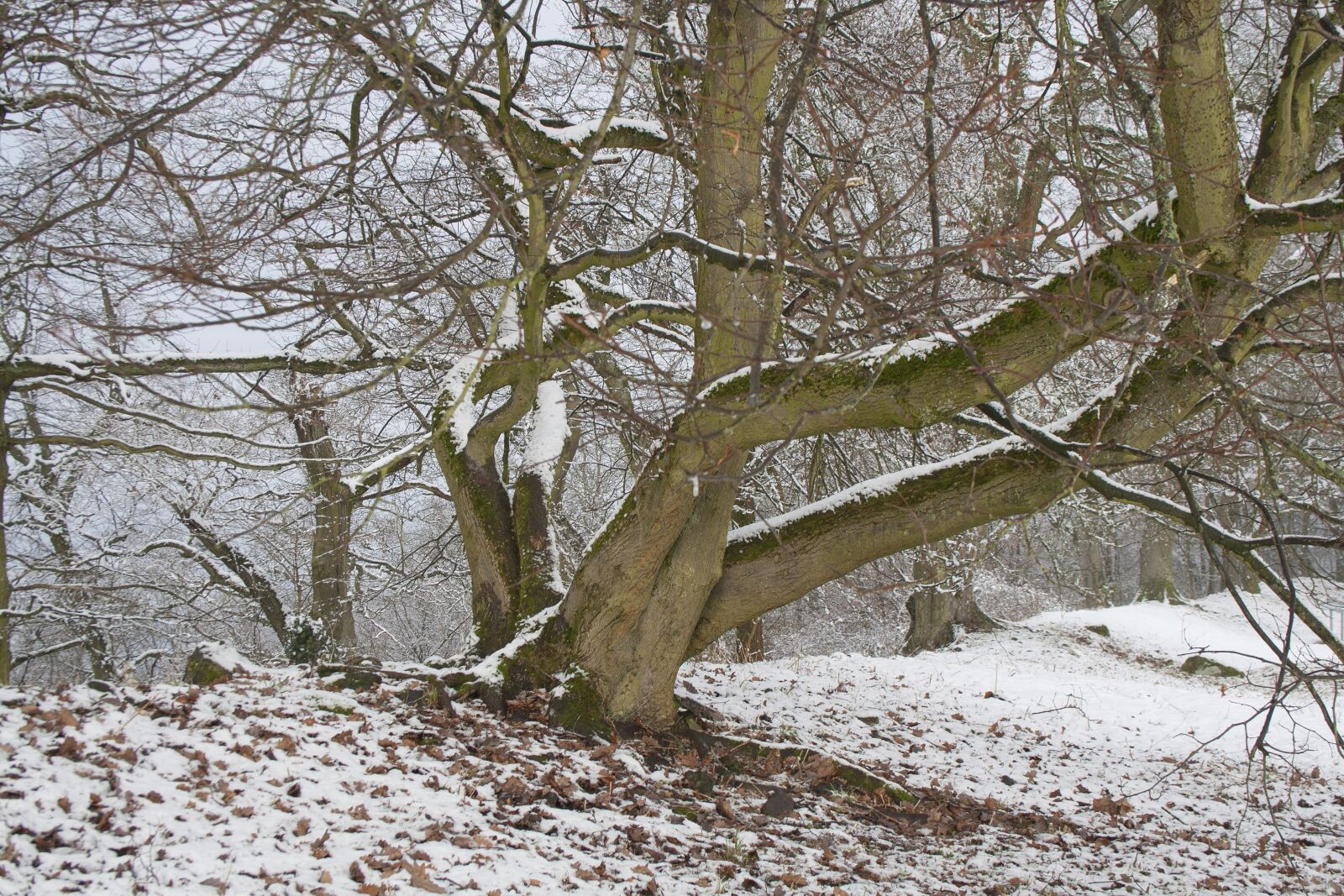 Canon EF-S 18-55mm F3.5-5.6 II sample photo. Tree, winter, hesse photography