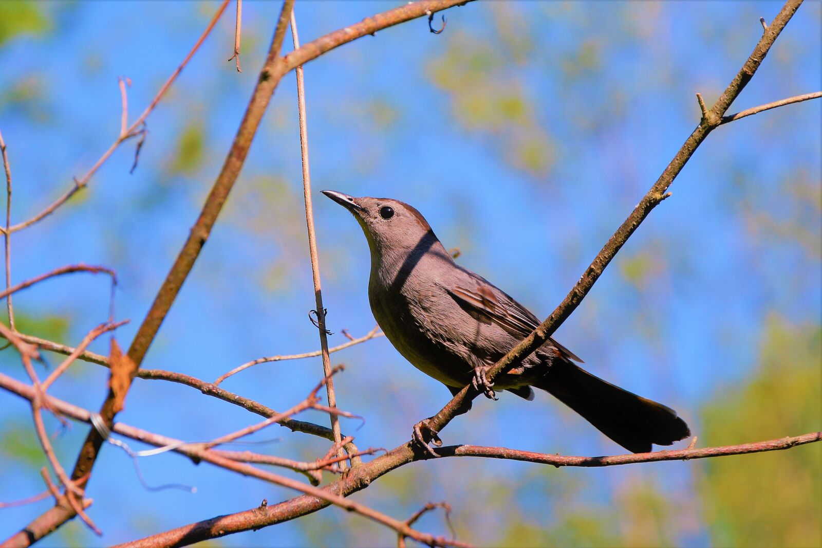 Nikon D7100 sample photo. Bird, catbird, gray photography