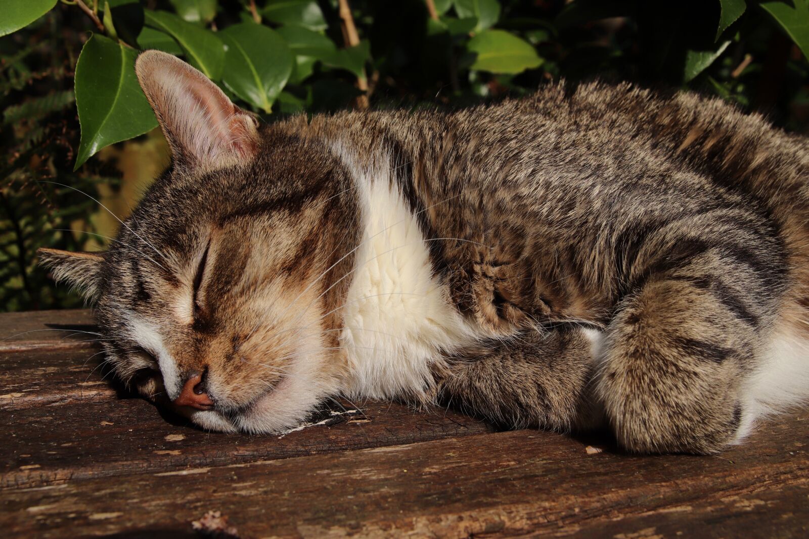 Canon EOS 800D (EOS Rebel T7i / EOS Kiss X9i) sample photo. Cat, mackerel, pet photography