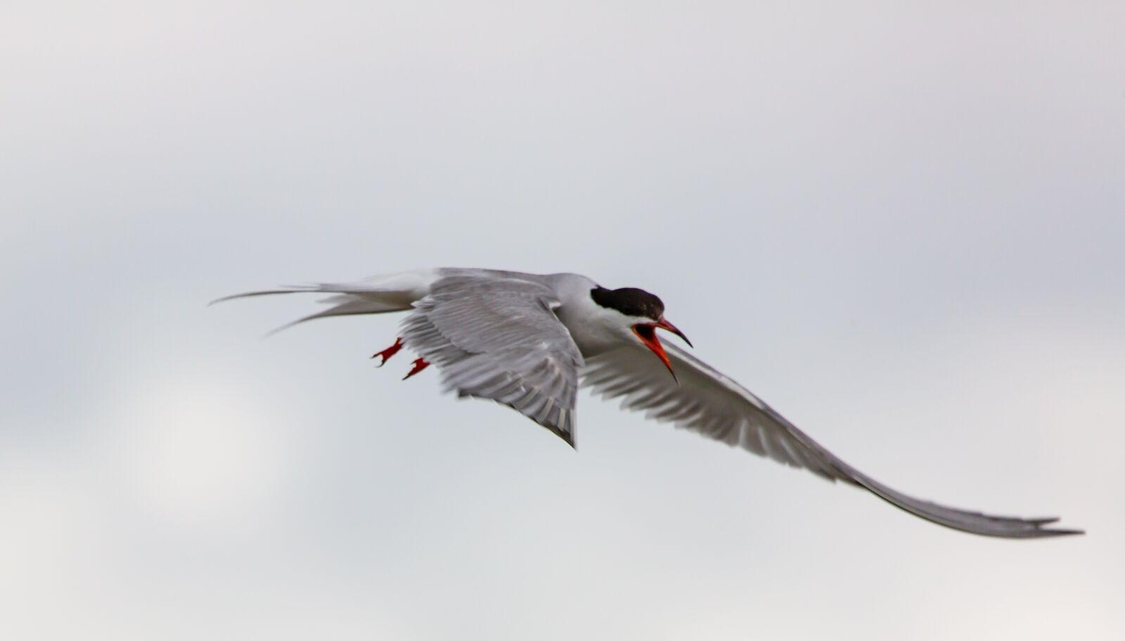 150-600mm F5-6.3 DG OS HSM | Contemporary 015 sample photo. Common tern, tern, sea photography