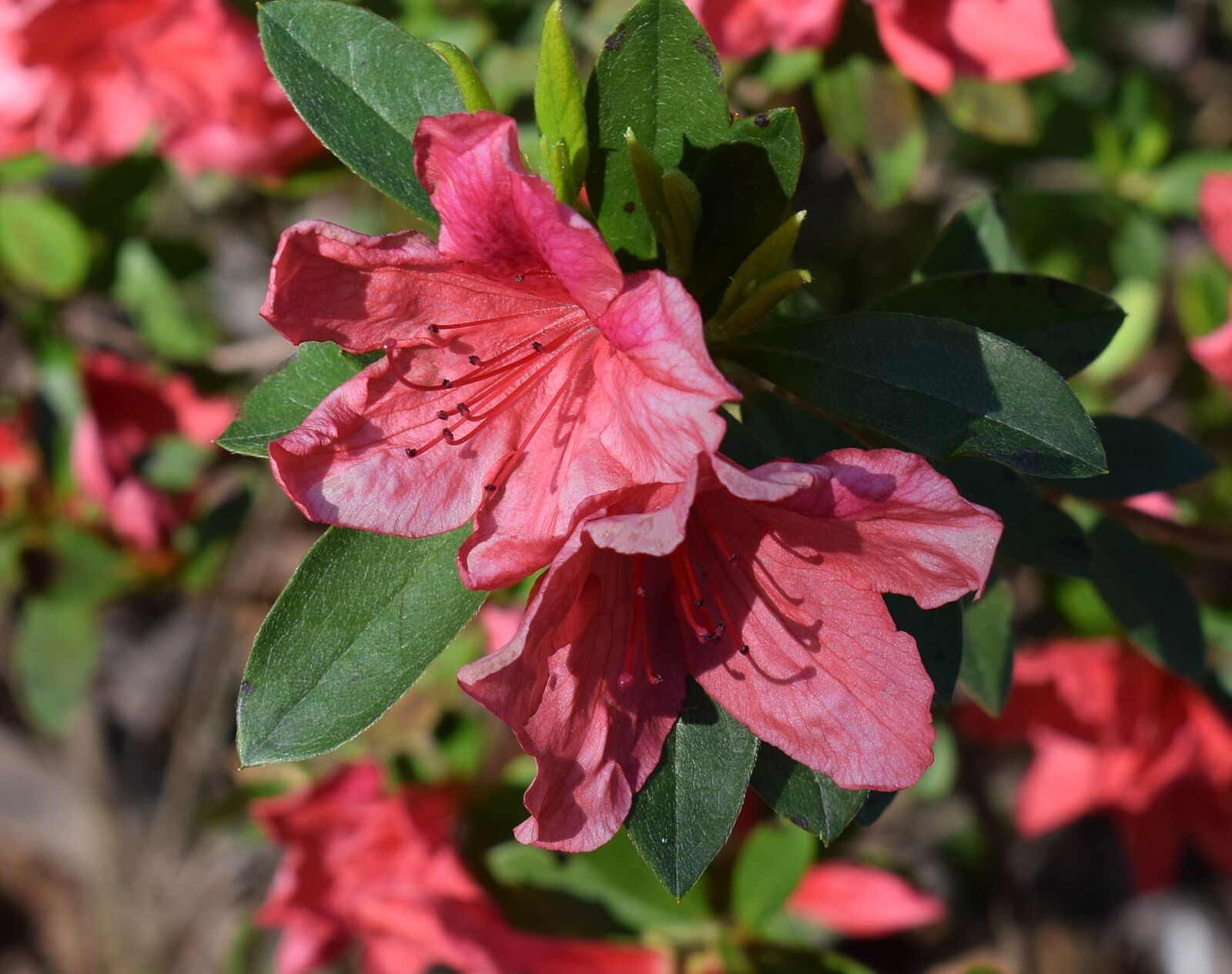 Nikon D3300 sample photo. Coral-pink azalea, azalea, flower photography