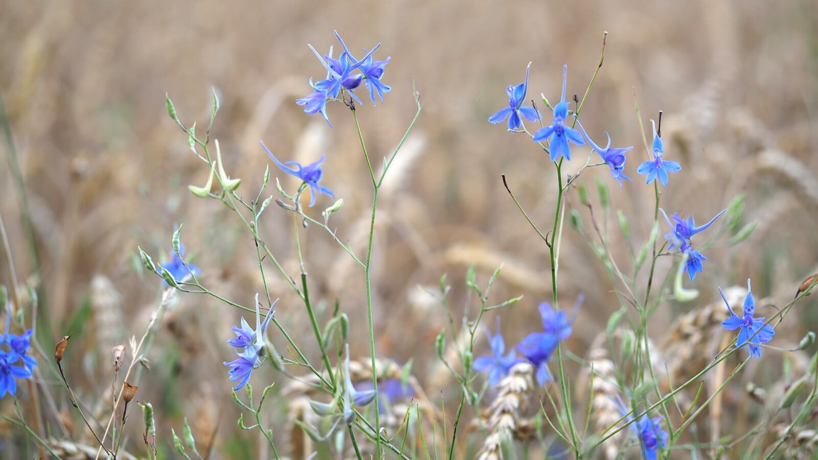 Olympus M.Zuiko Digital ED 60mm F2.8 Macro sample photo. Rain field, larkspur, cereals photography