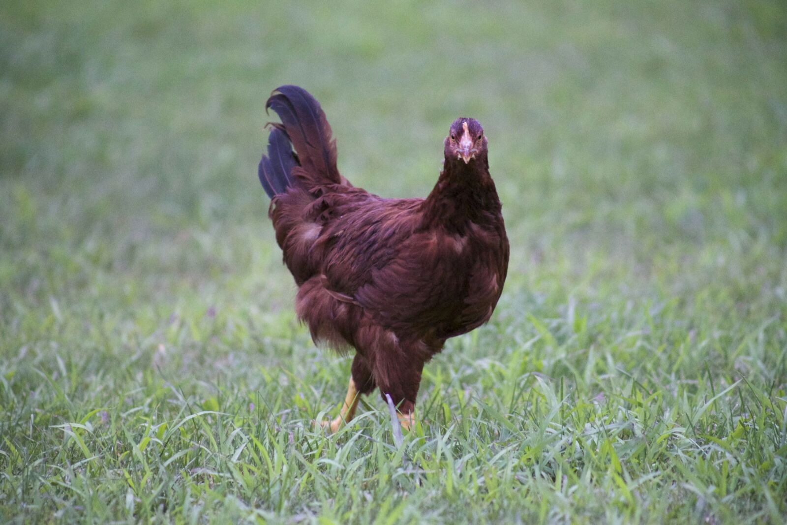 Canon EOS 6D sample photo. Brown chicken, hen bird photography